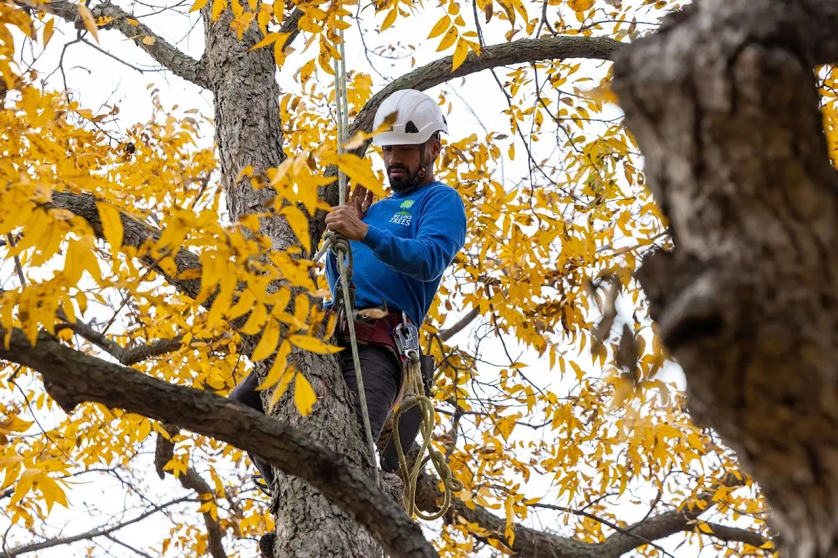 Skilled Tree Pruning crew working in Girard